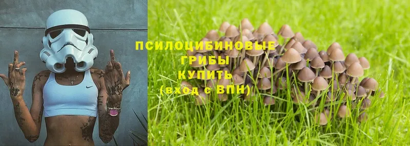 купить наркотики сайты  Вязники  Галлюциногенные грибы Psilocybine cubensis 